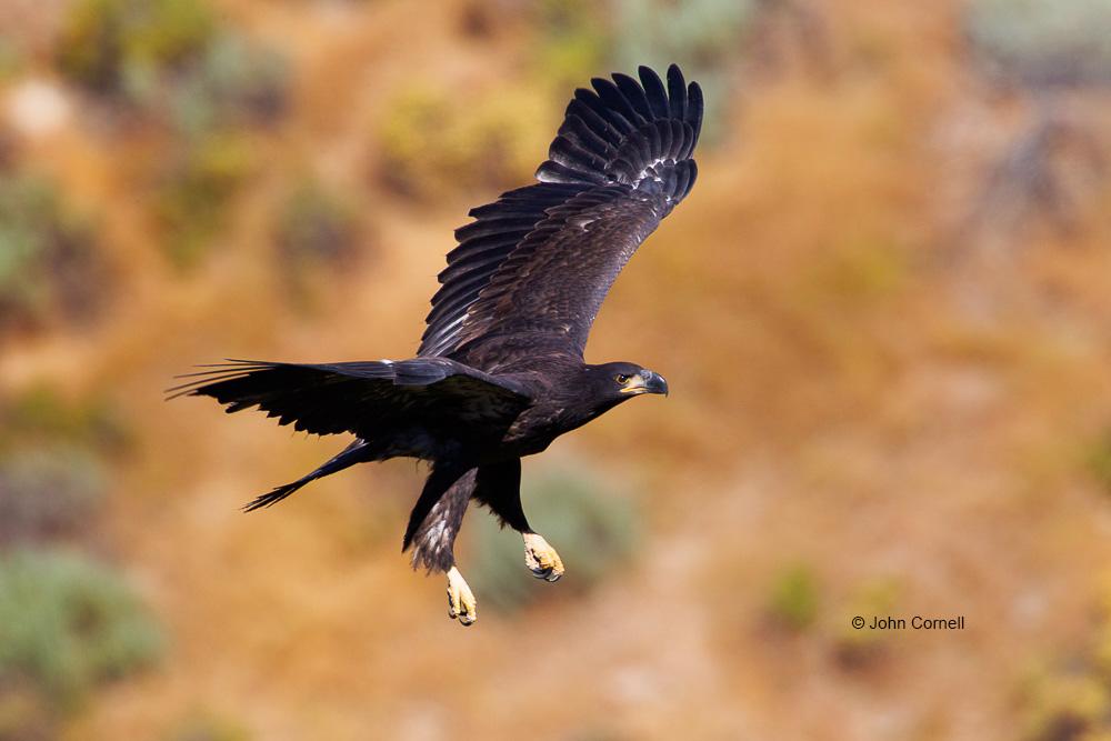 Bald Eagle;Eagle;Haliaeetus leucocephalus;curved beak;juvenile;predator;raptor;raptorial;talons, one animal;close-up;color image;photography;day;birds;animals in the wild;Birds of Prey;Curved Beak;Hunter;Hunters;Predator;Predatory;Talon;Talons;Raptor;Raptors;avifauna;feathered;feathers;wilderness;perch;perching;watch;eye;nature;wild;looking;perched;watchful;outdoors;Wildlife;Close up;close up